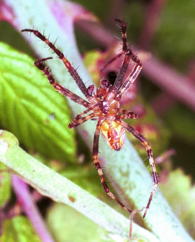 Araneus_ZZXYX_F1976_Z_88_Les Gris_Frankrijk.jpg